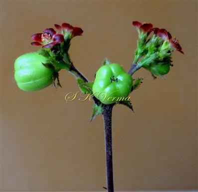  Inflorescence